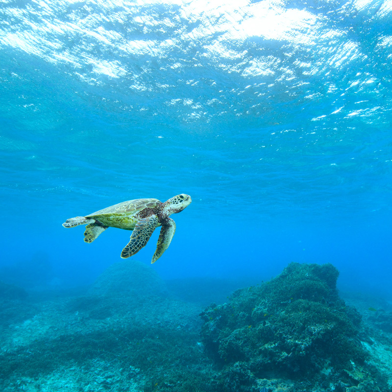 野生のウミガメと泳ぐ